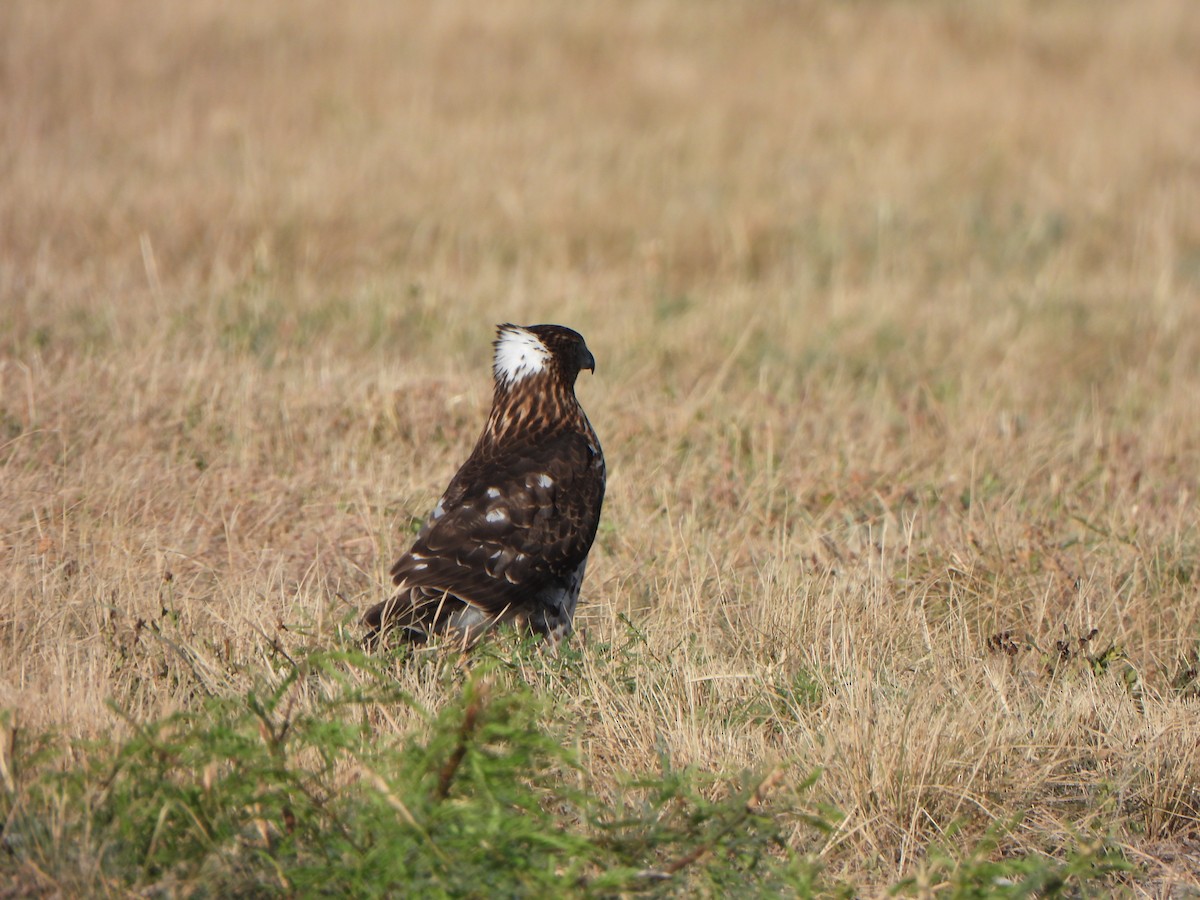 Cooper's Hawk - ML643887084