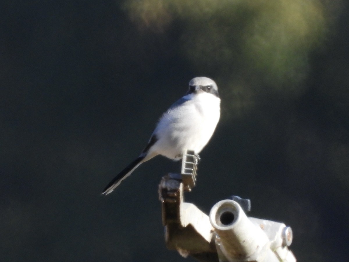 Loggerhead Shrike - ML643887087