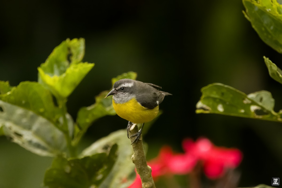 Bananaquit - ML643887090