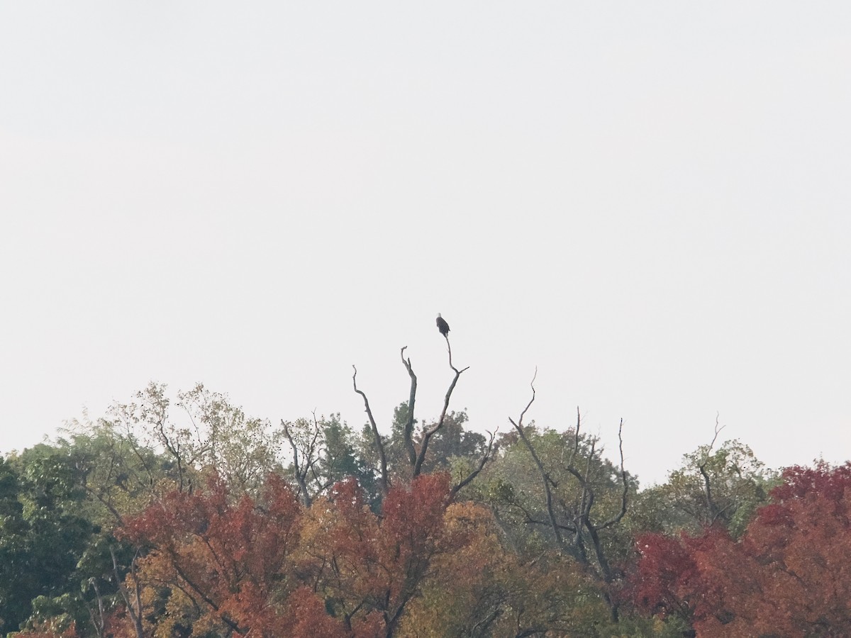 Bald Eagle - ML643887095