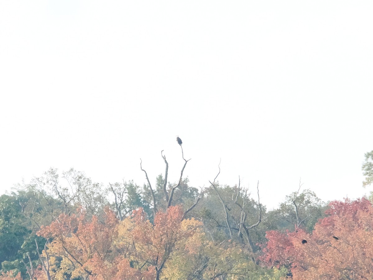 Bald Eagle - ML643887096