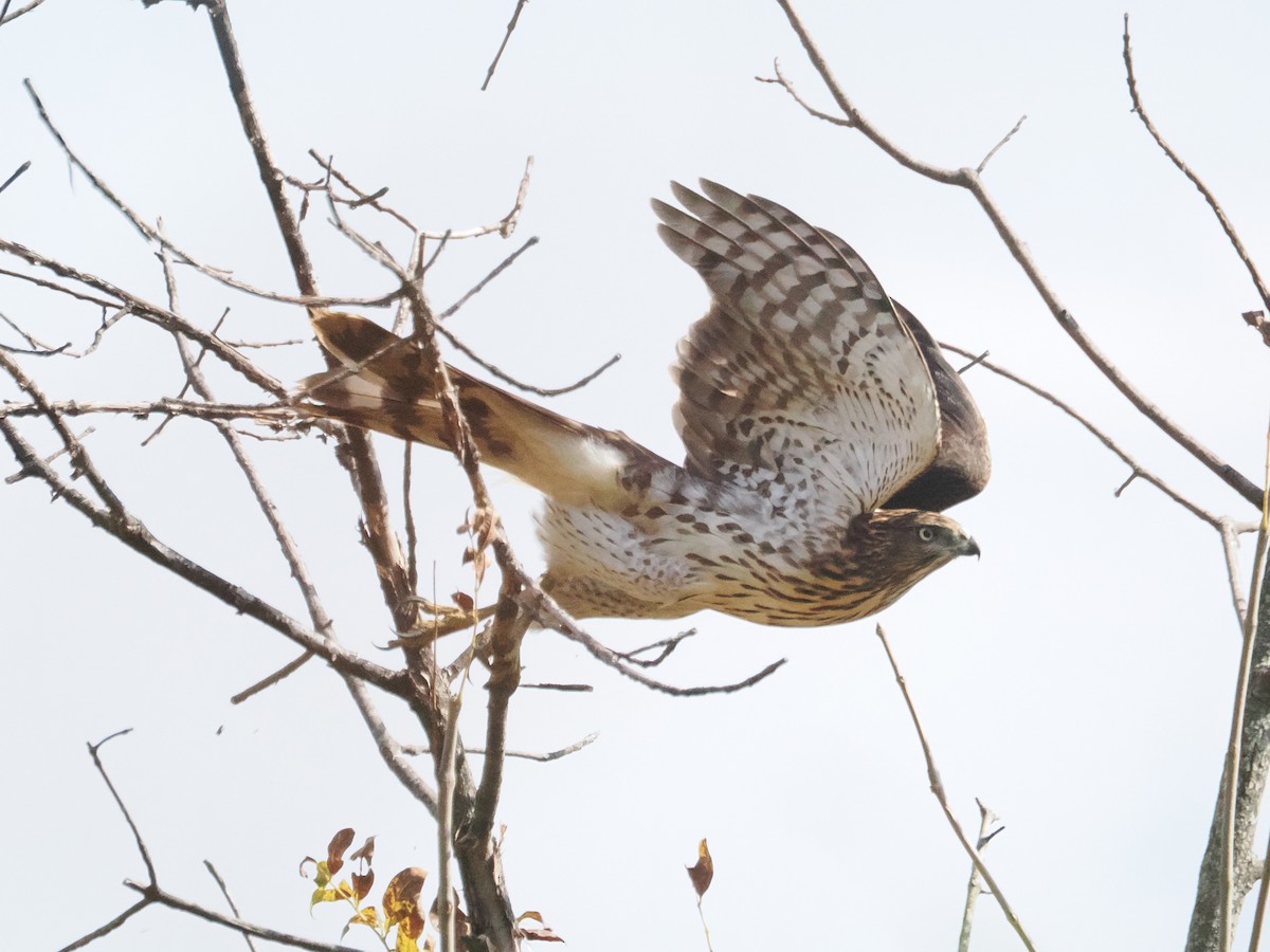 Cooper's Hawk - ML643887106