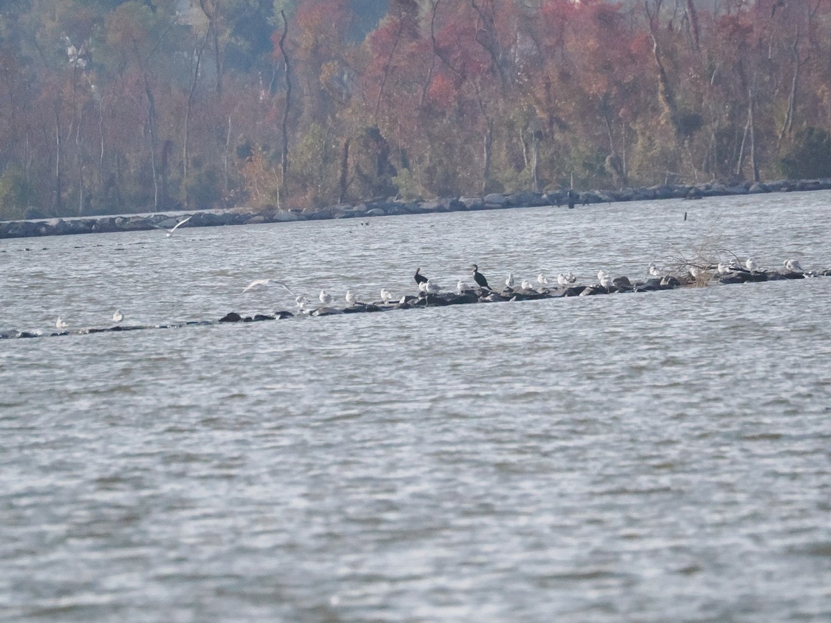Double-crested Cormorant - ML643887117