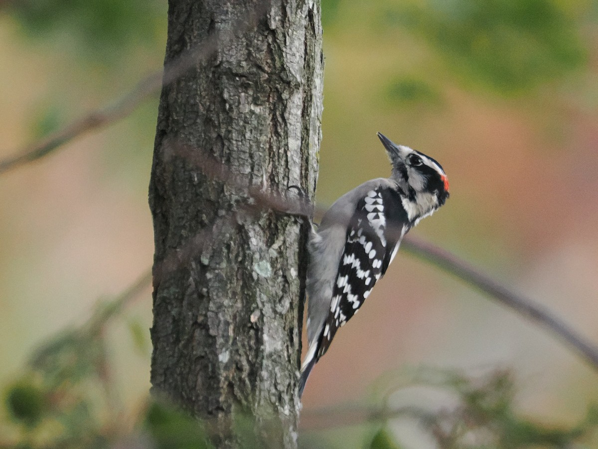 Downy Woodpecker - ML643887122