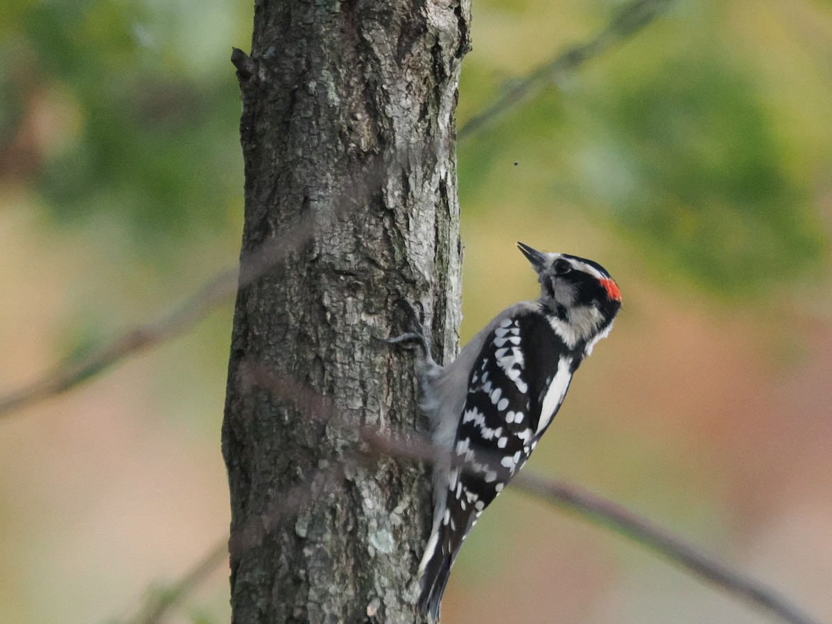 Downy Woodpecker - ML643887123