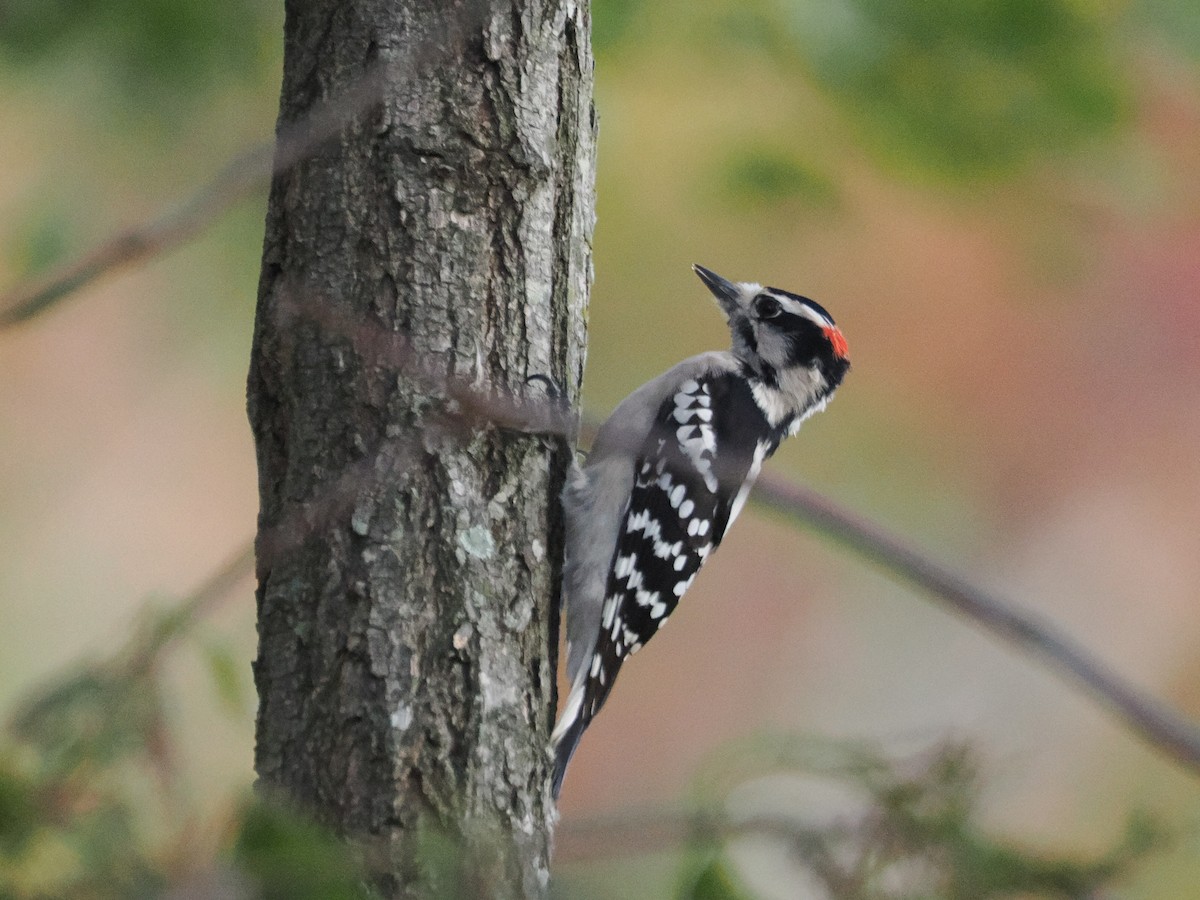 Downy Woodpecker - ML643887124