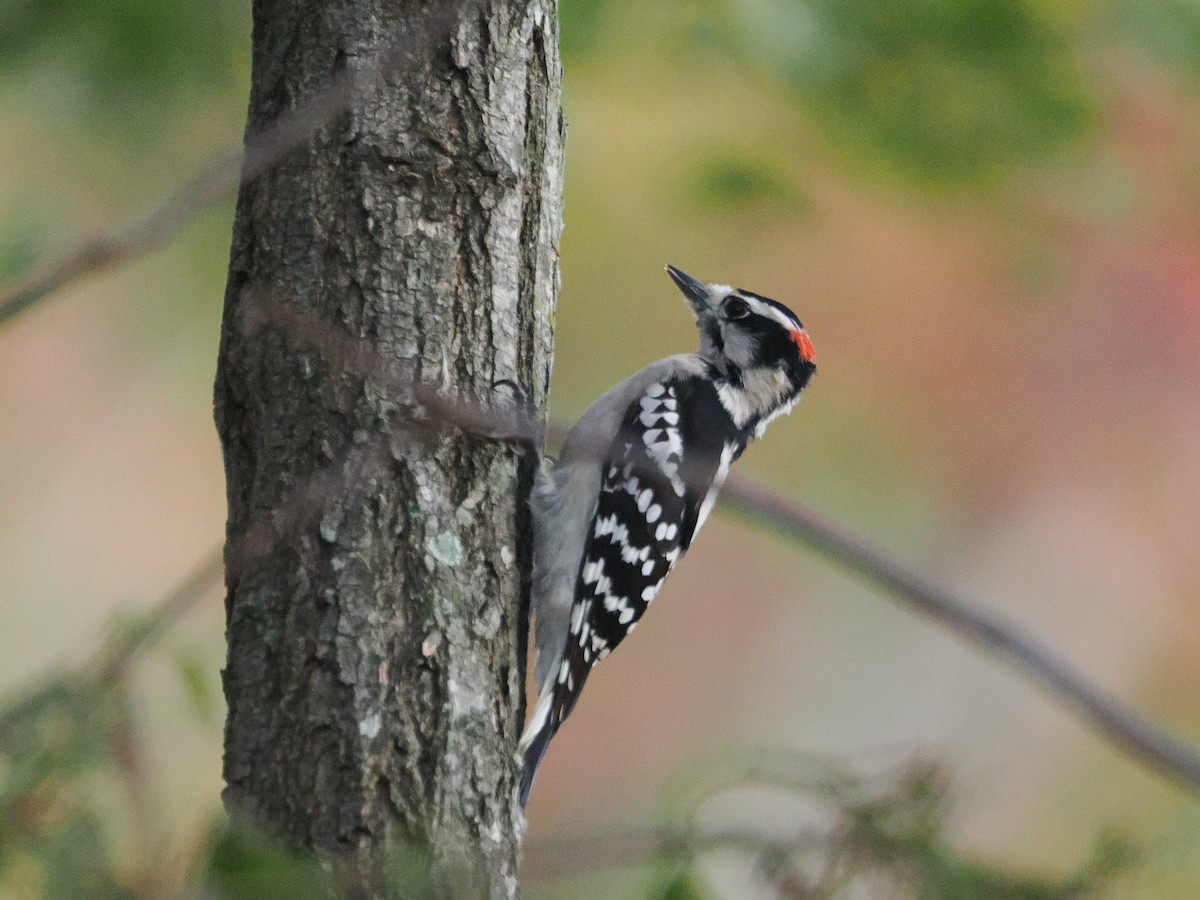 Downy Woodpecker - ML643887125