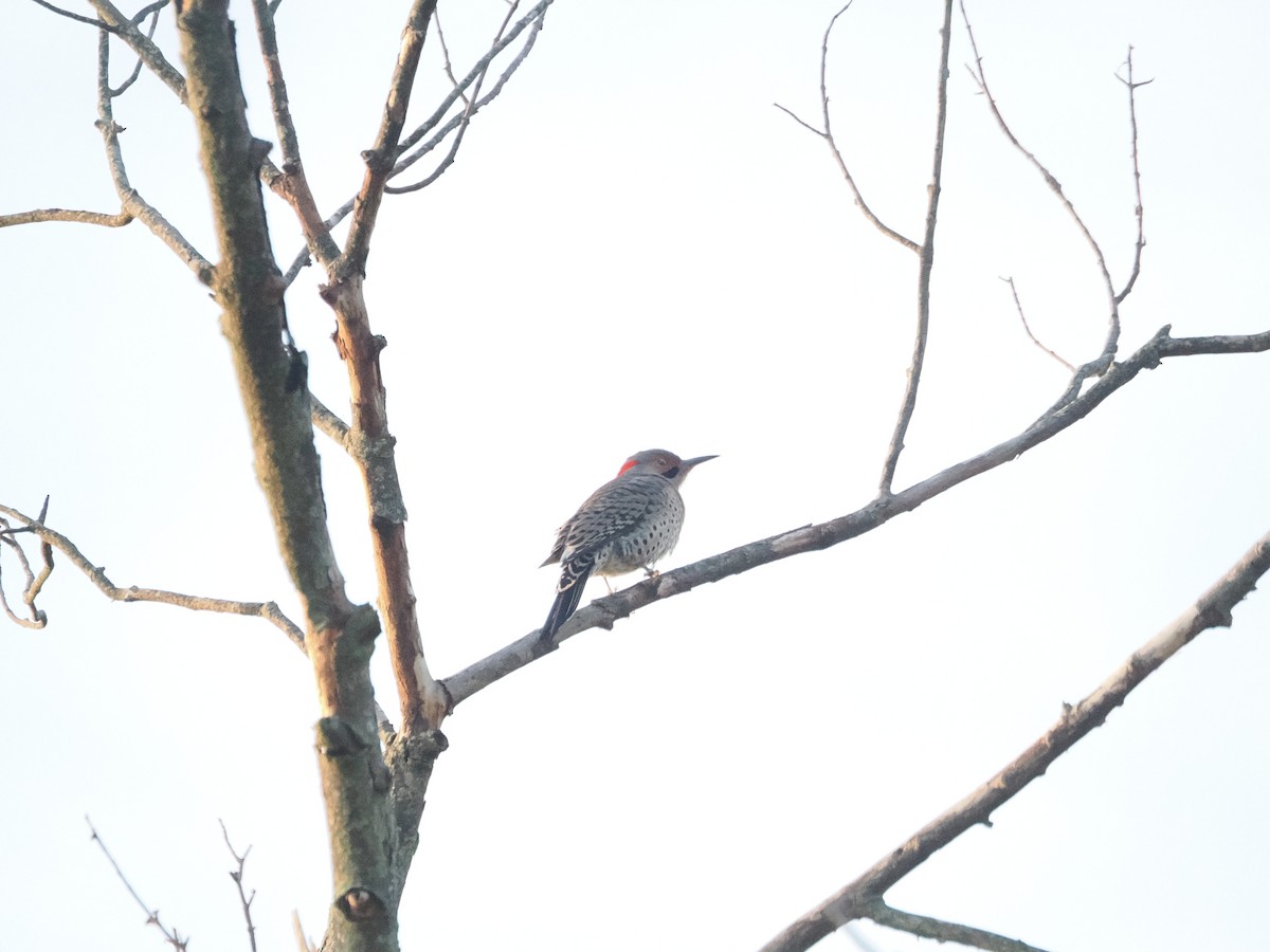 Northern Flicker - ML643887132