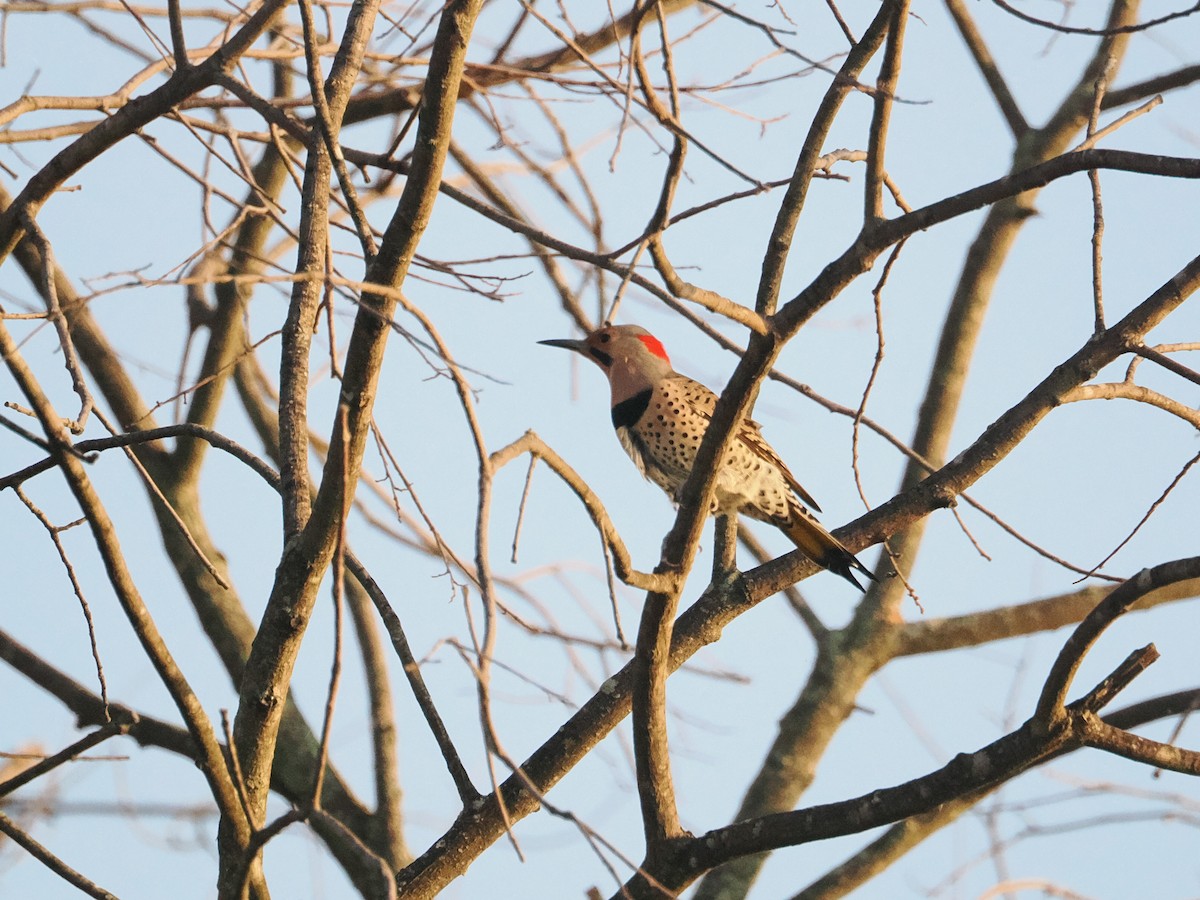 Northern Flicker - ML643887133