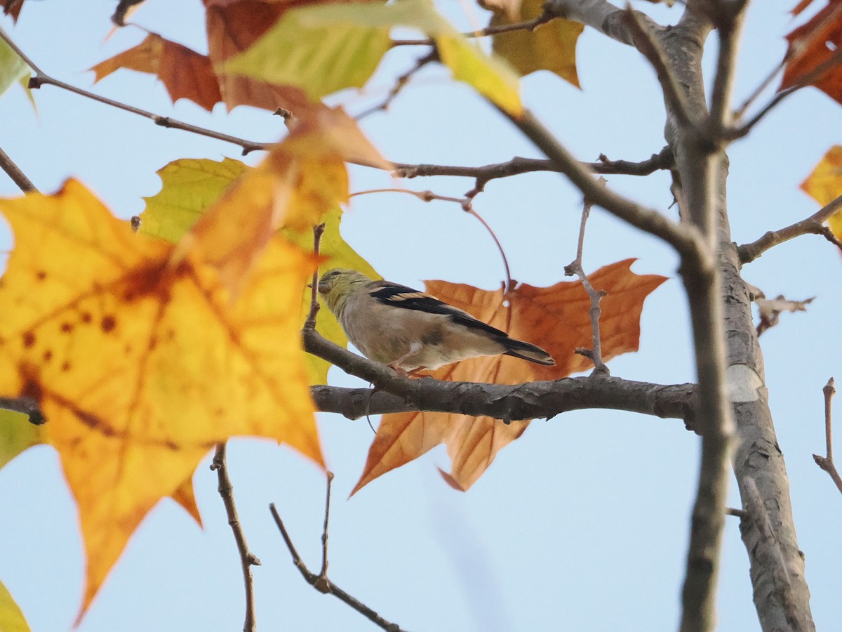 American Goldfinch - ML643887137