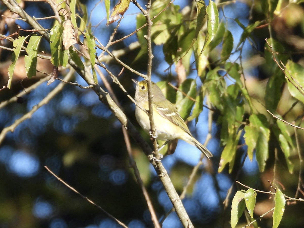 White-eyed Vireo - ML643887144