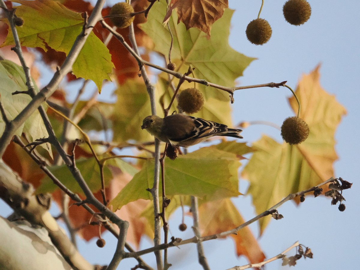 American Goldfinch - ML643887147