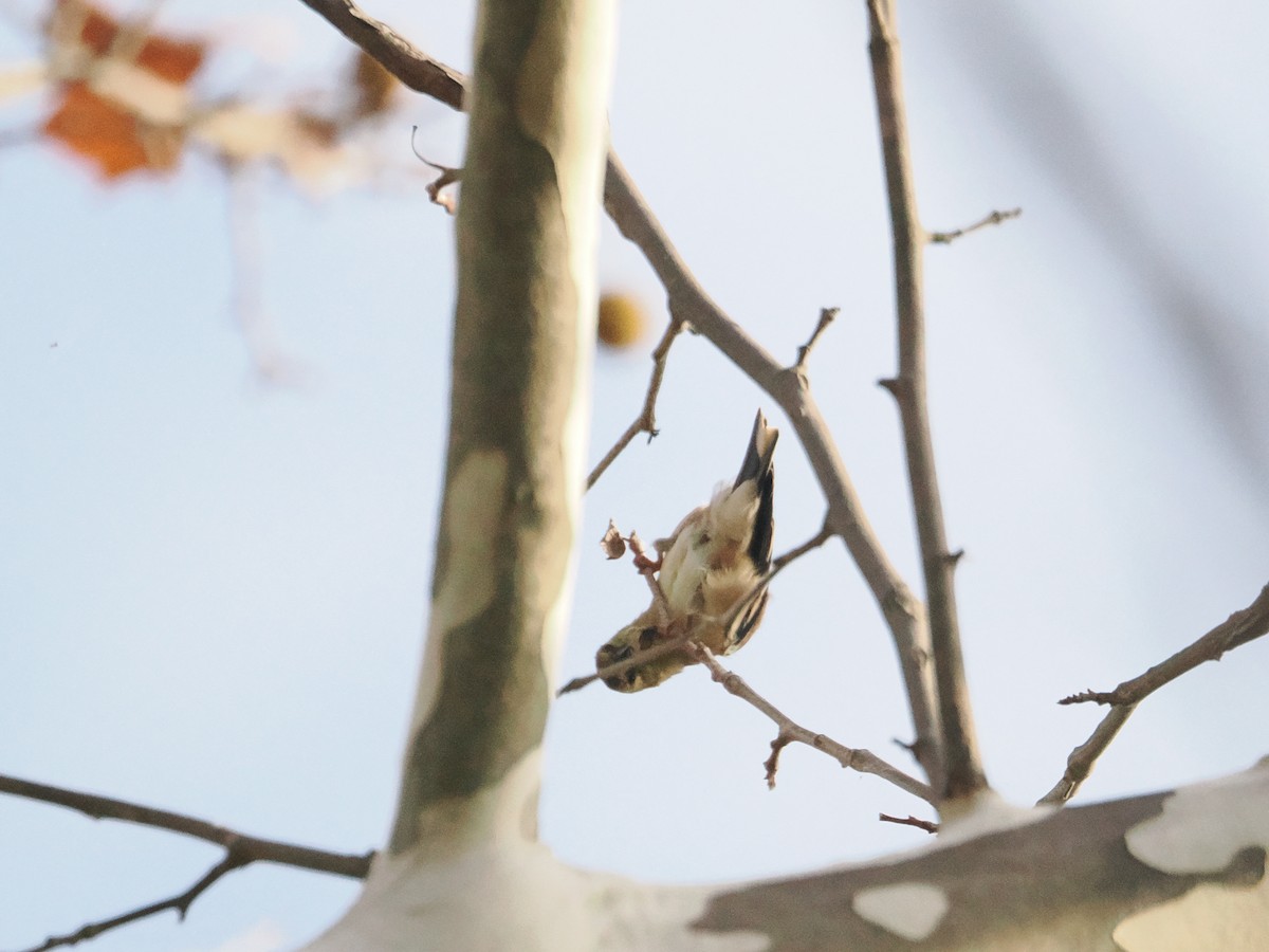 American Goldfinch - ML643887149