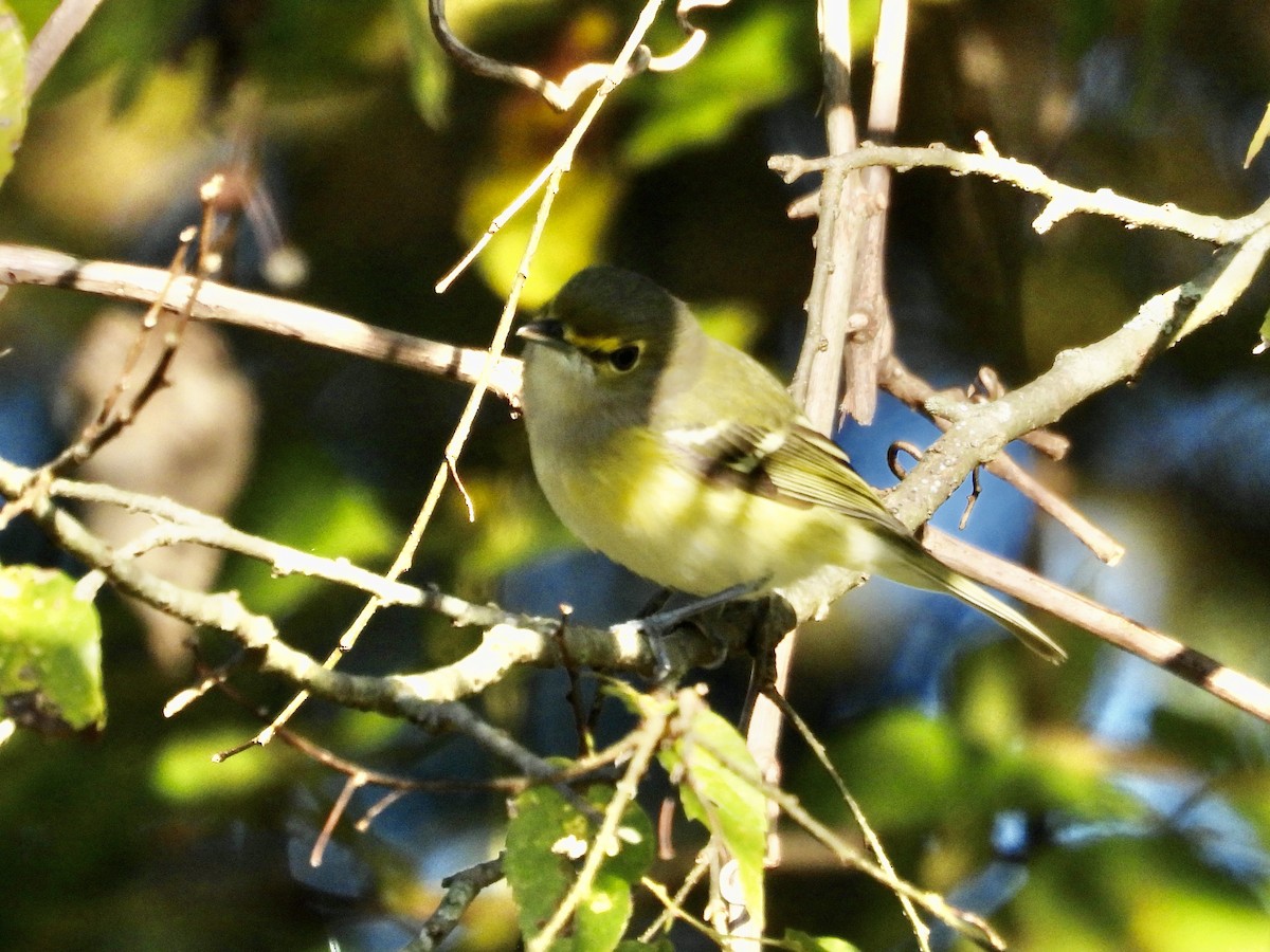White-eyed Vireo - ML643887153
