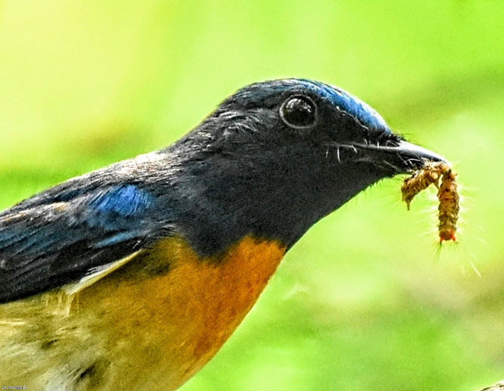 Blue-throated Flycatcher - ML643887164