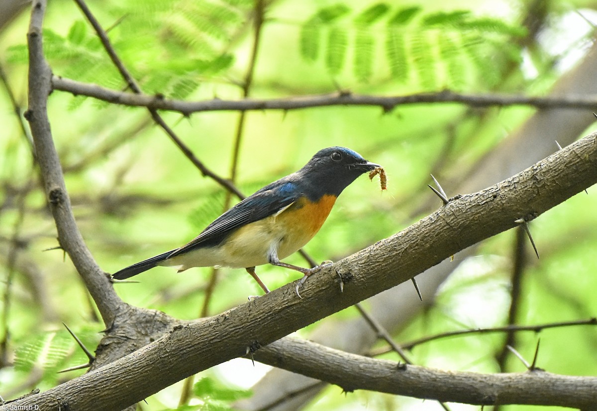 Blue-throated Flycatcher - ML643887165