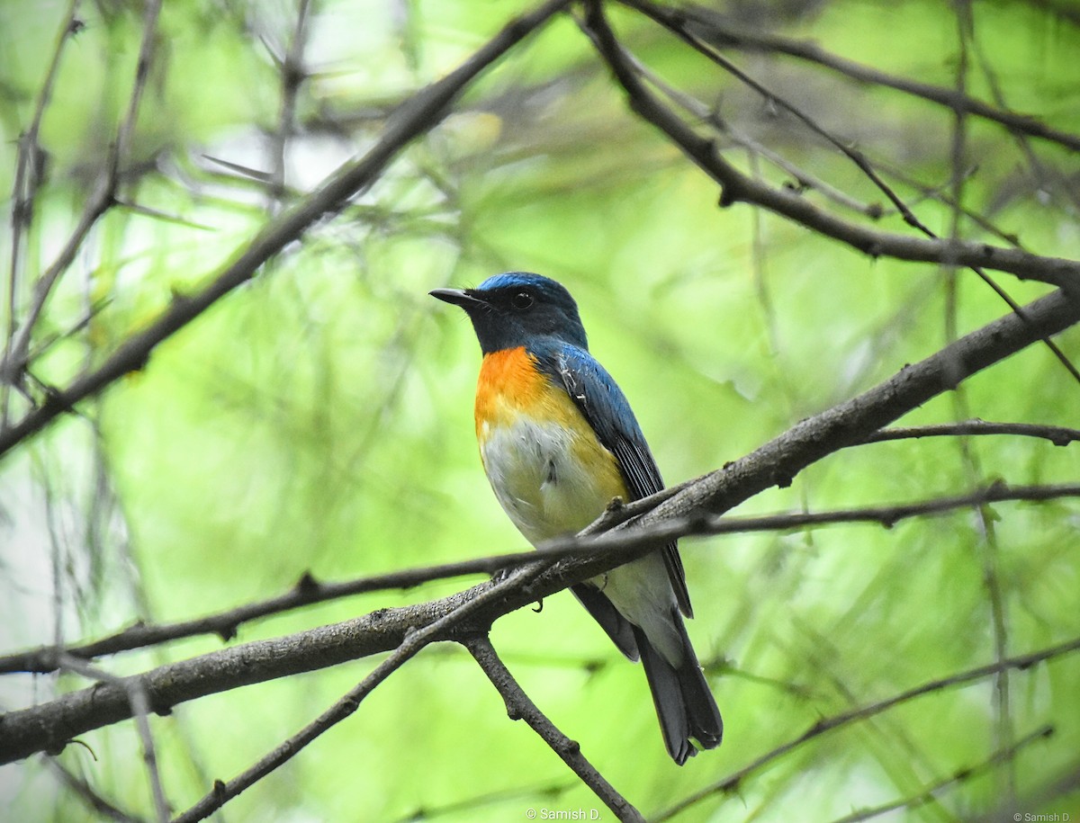 Blue-throated Flycatcher - ML643887166