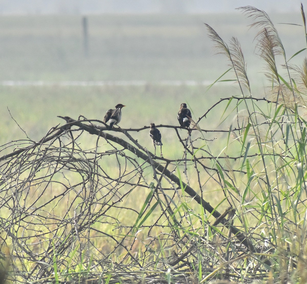 印度鵲椋鳥 - ML643887175