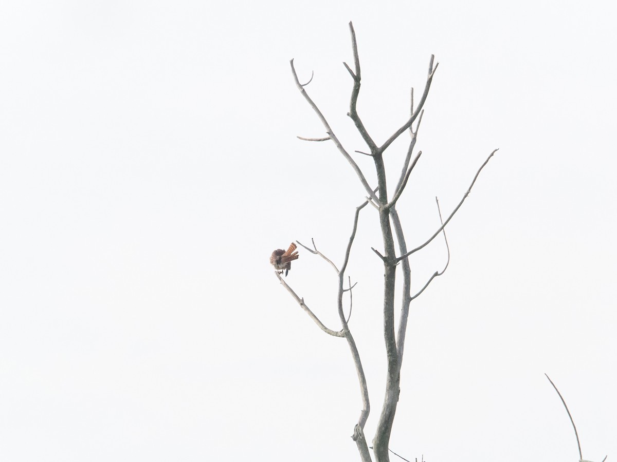 American Kestrel - ML643887177