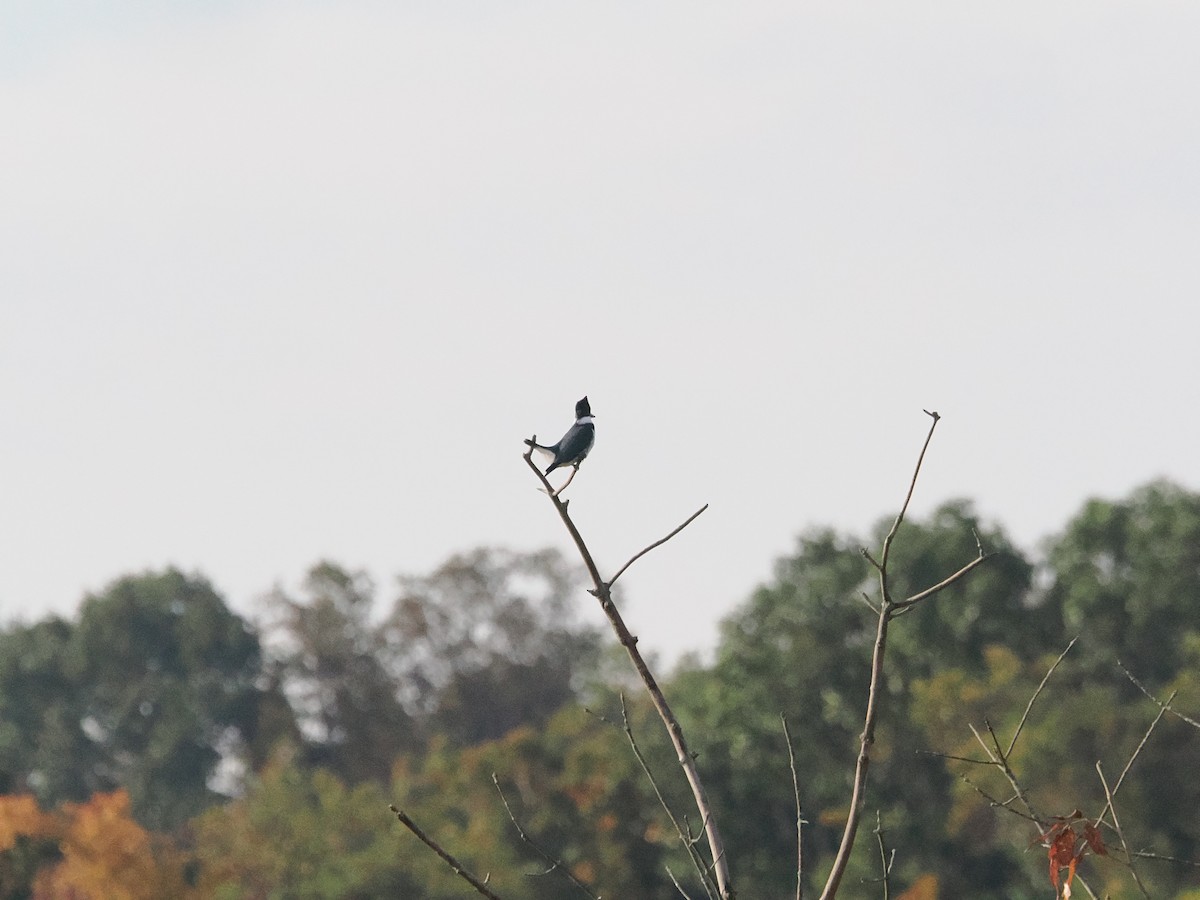 Belted Kingfisher - ML643887188