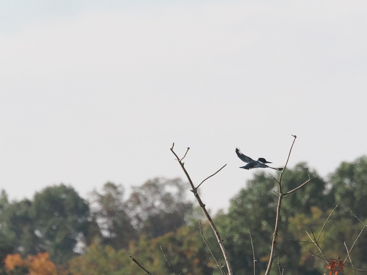 Belted Kingfisher - ML643887189