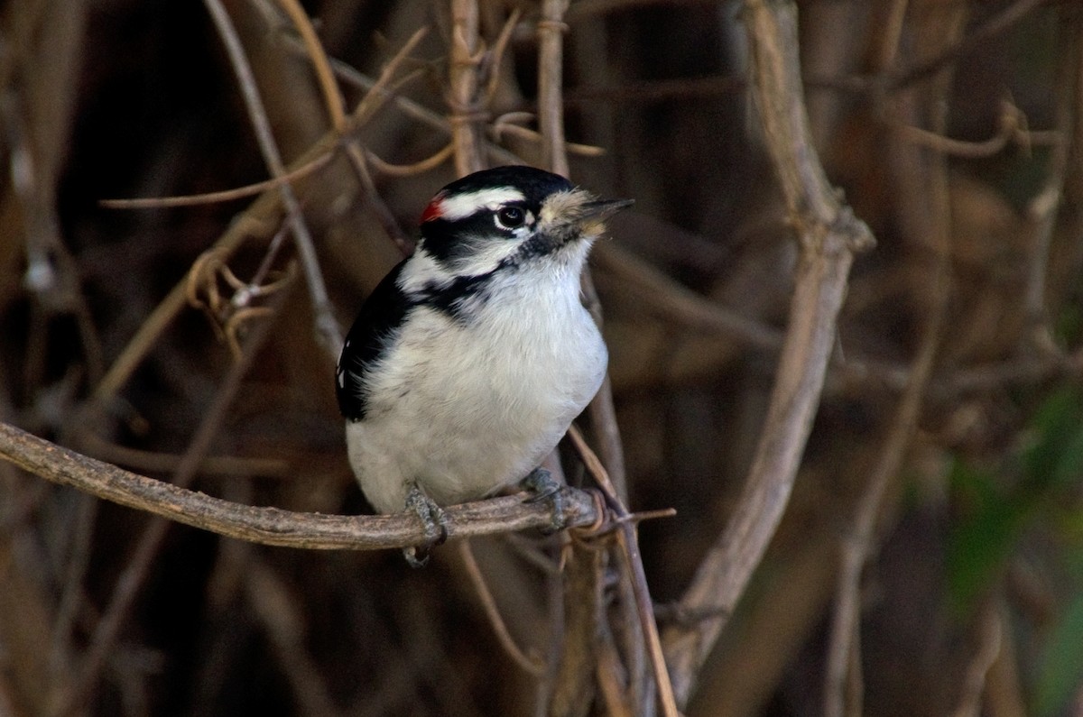 Downy Woodpecker - ML643887191