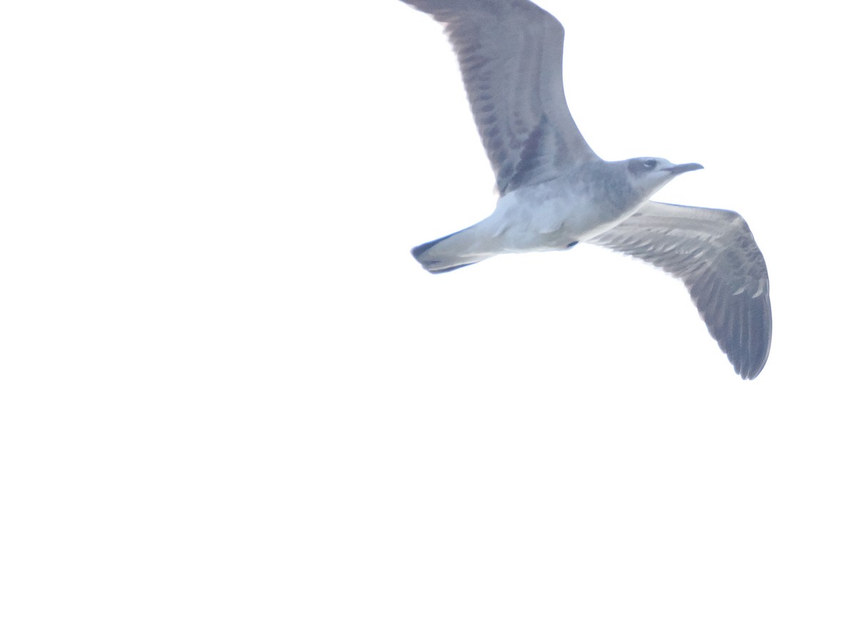 Laughing Gull - ML643887192