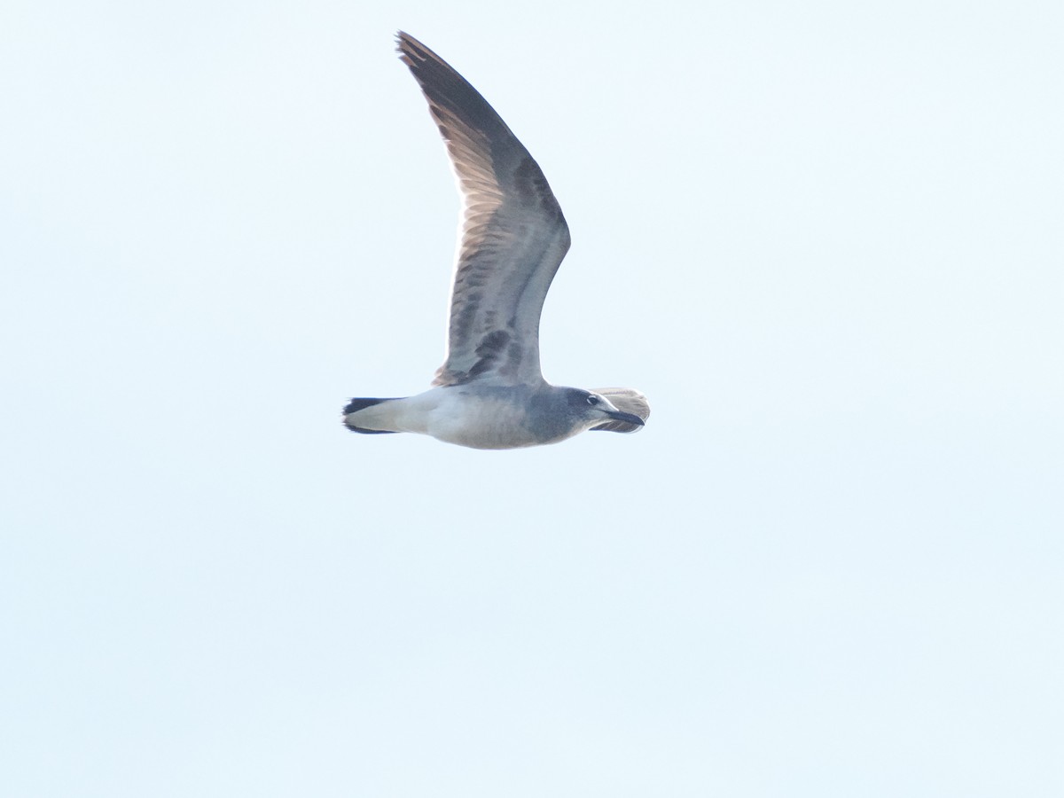 Laughing Gull - ML643887193