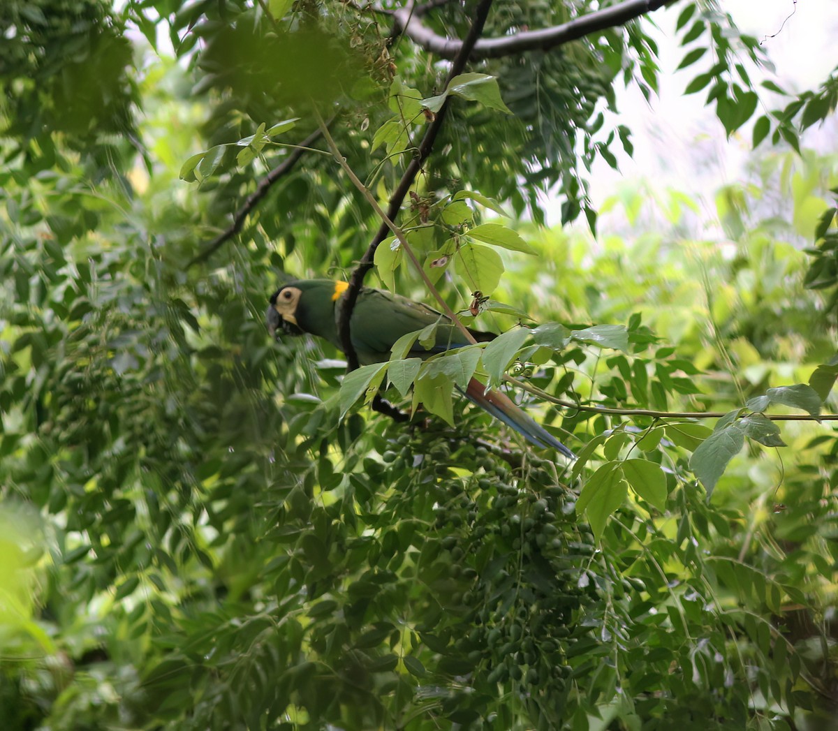 Yellow-collared Macaw - ML643887196