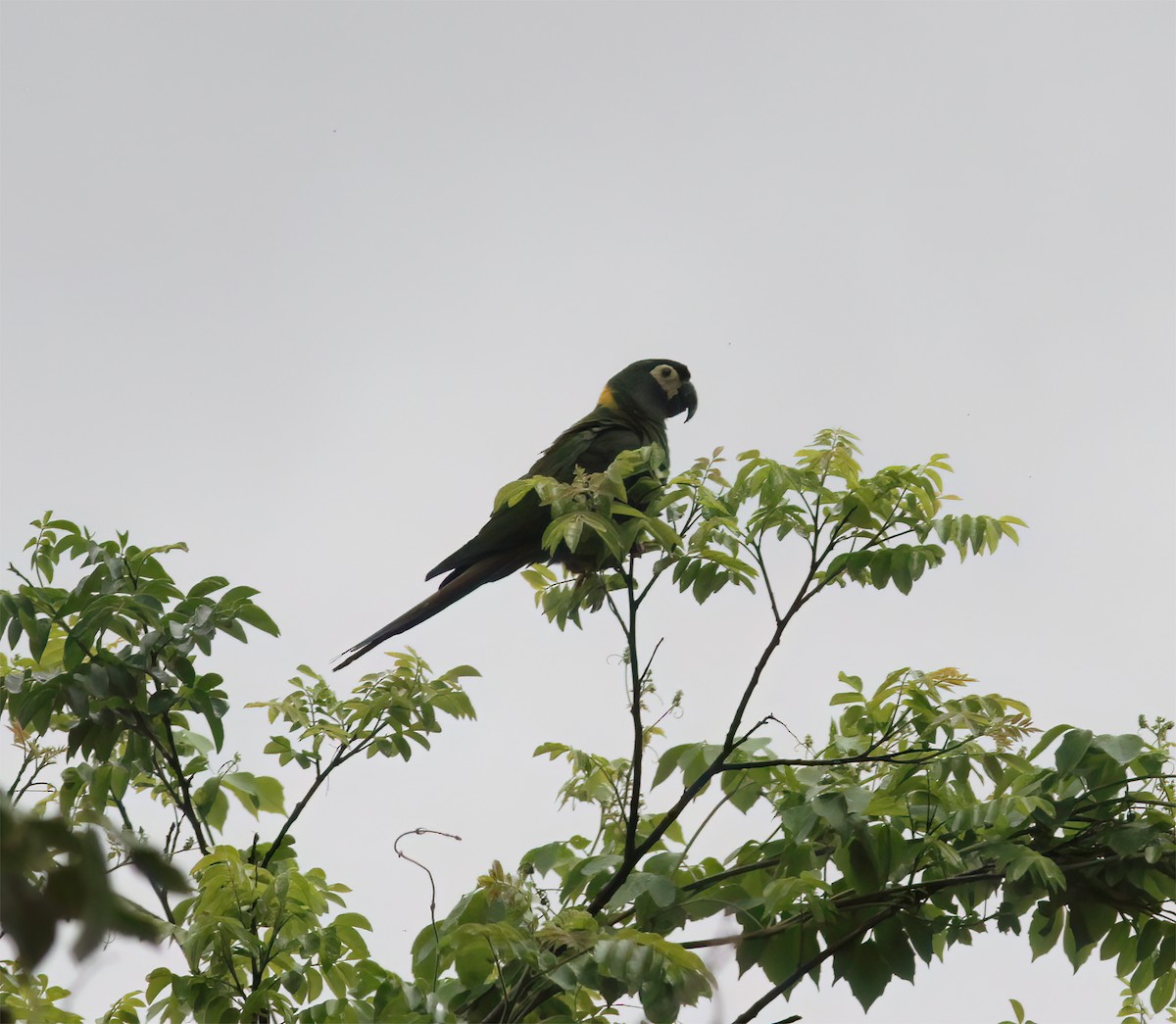 Yellow-collared Macaw - ML643887197