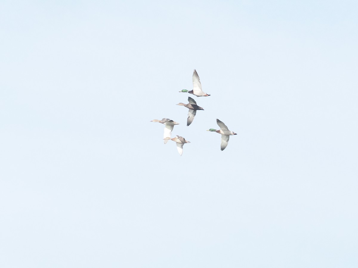 Mallard - ML643887198