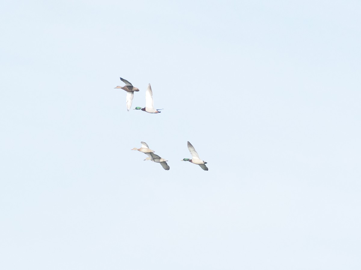 Mallard - ML643887199