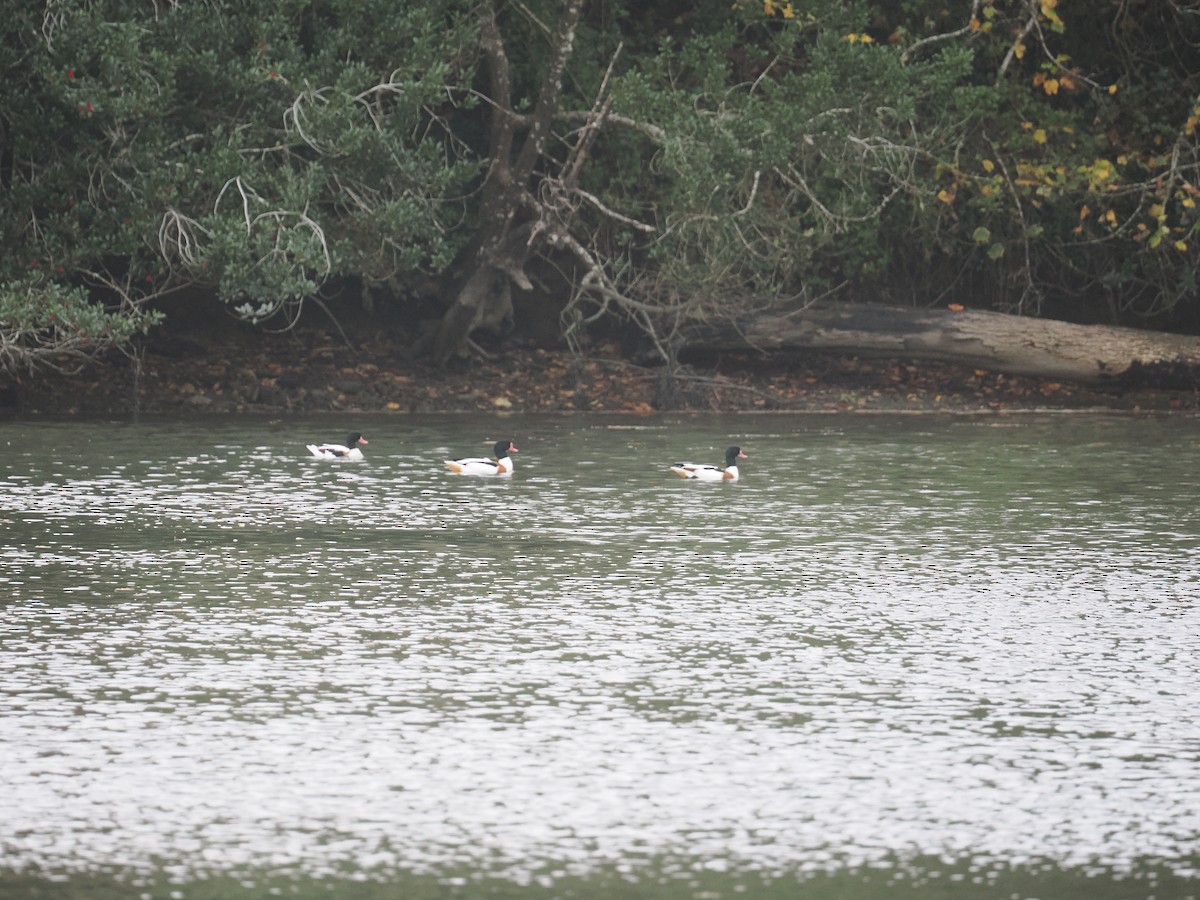 Common Shelduck - ML643887202