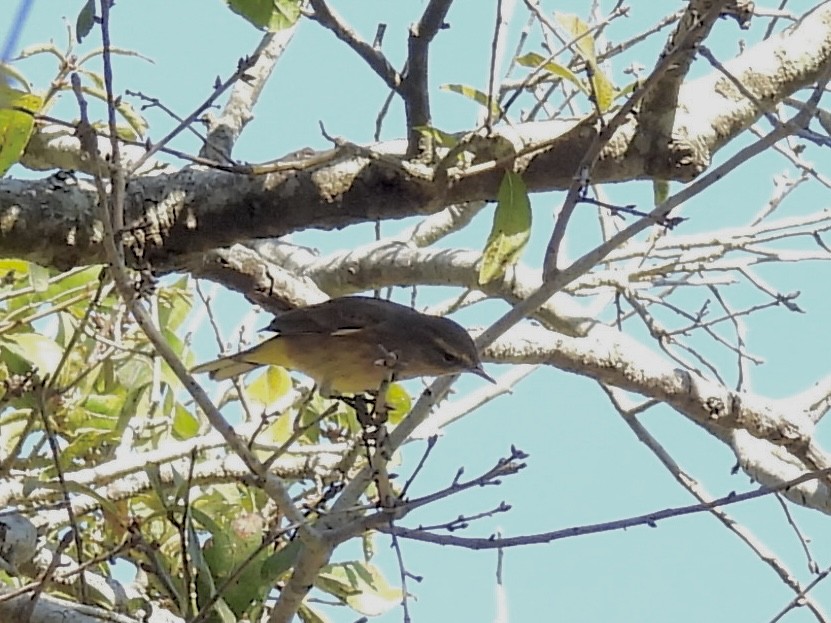 Palm Warbler - ML643887203