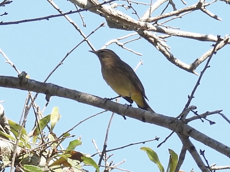 Palm Warbler - ML643887204