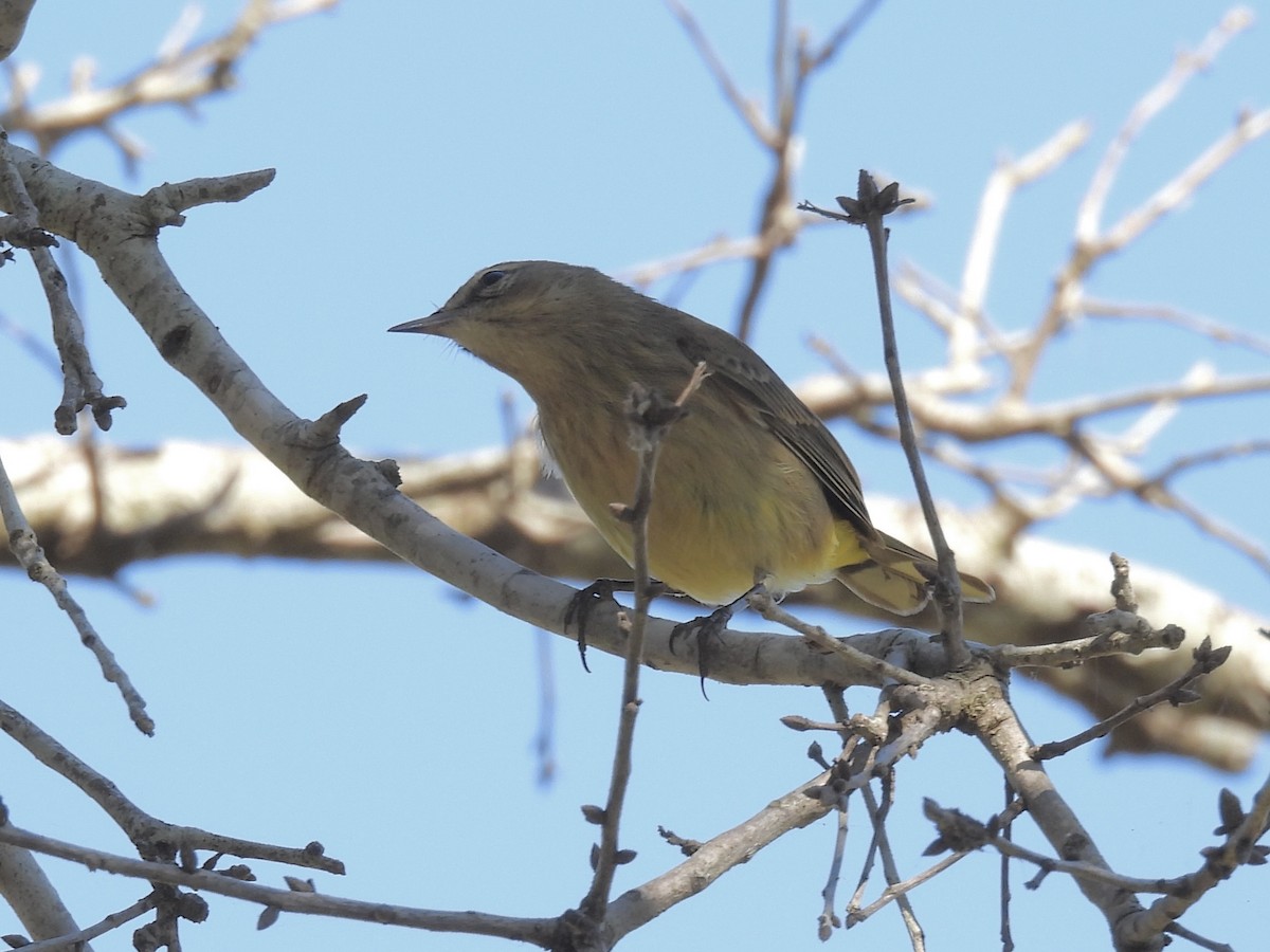 Palm Warbler - ML643887205