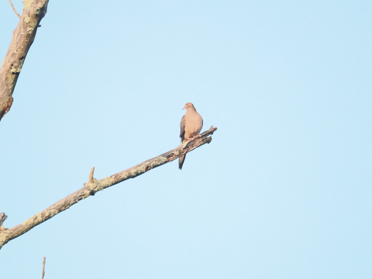 Mourning Dove - ML643887207