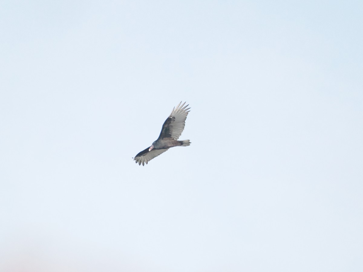 Turkey Vulture - ML643887212