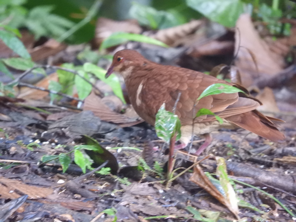 holub hnědočervený - ML643887213