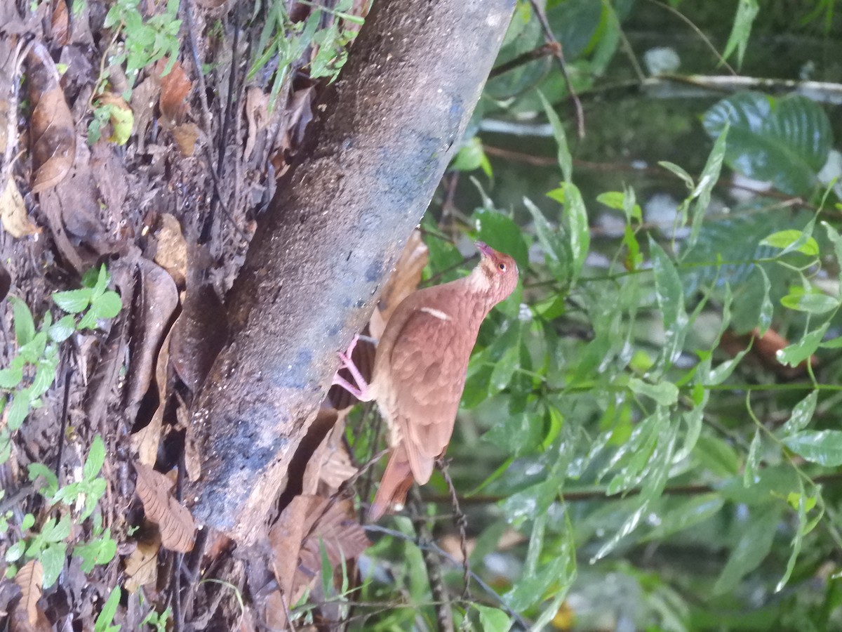 holub hnědočervený - ML643887214