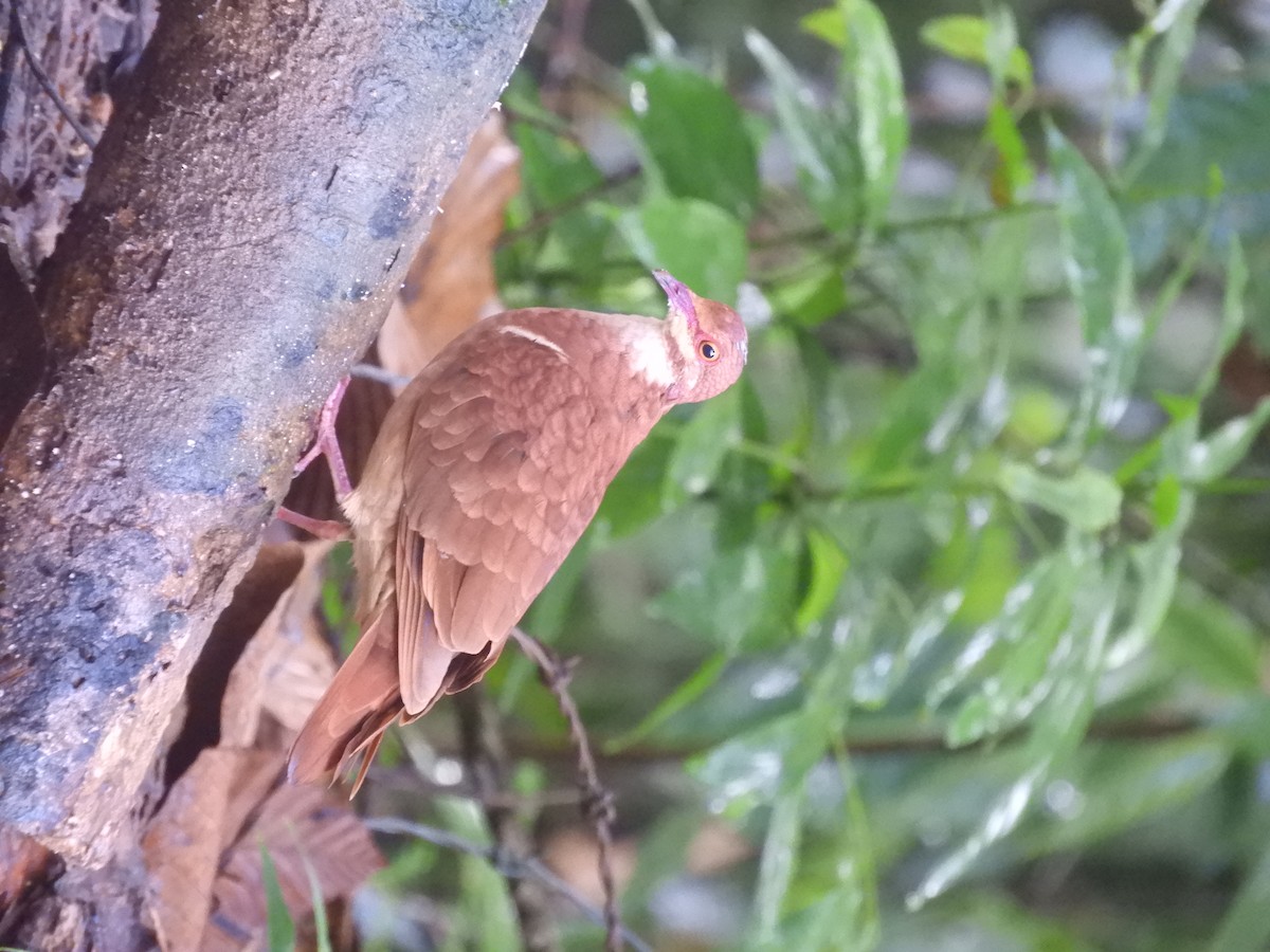 holub hnědočervený - ML643887215