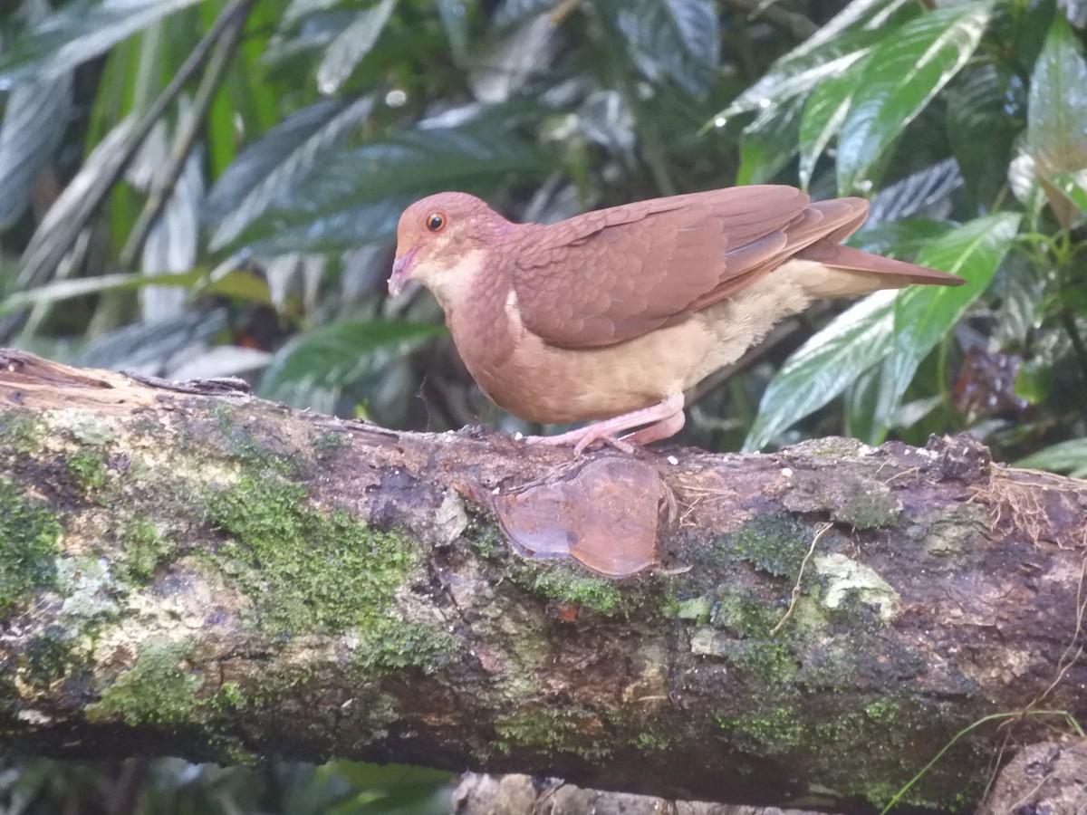 holub hnědočervený - ML643887216