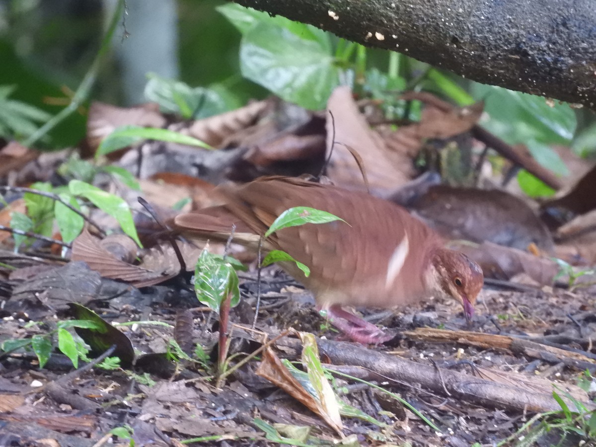 holub hnědočervený - ML643887217