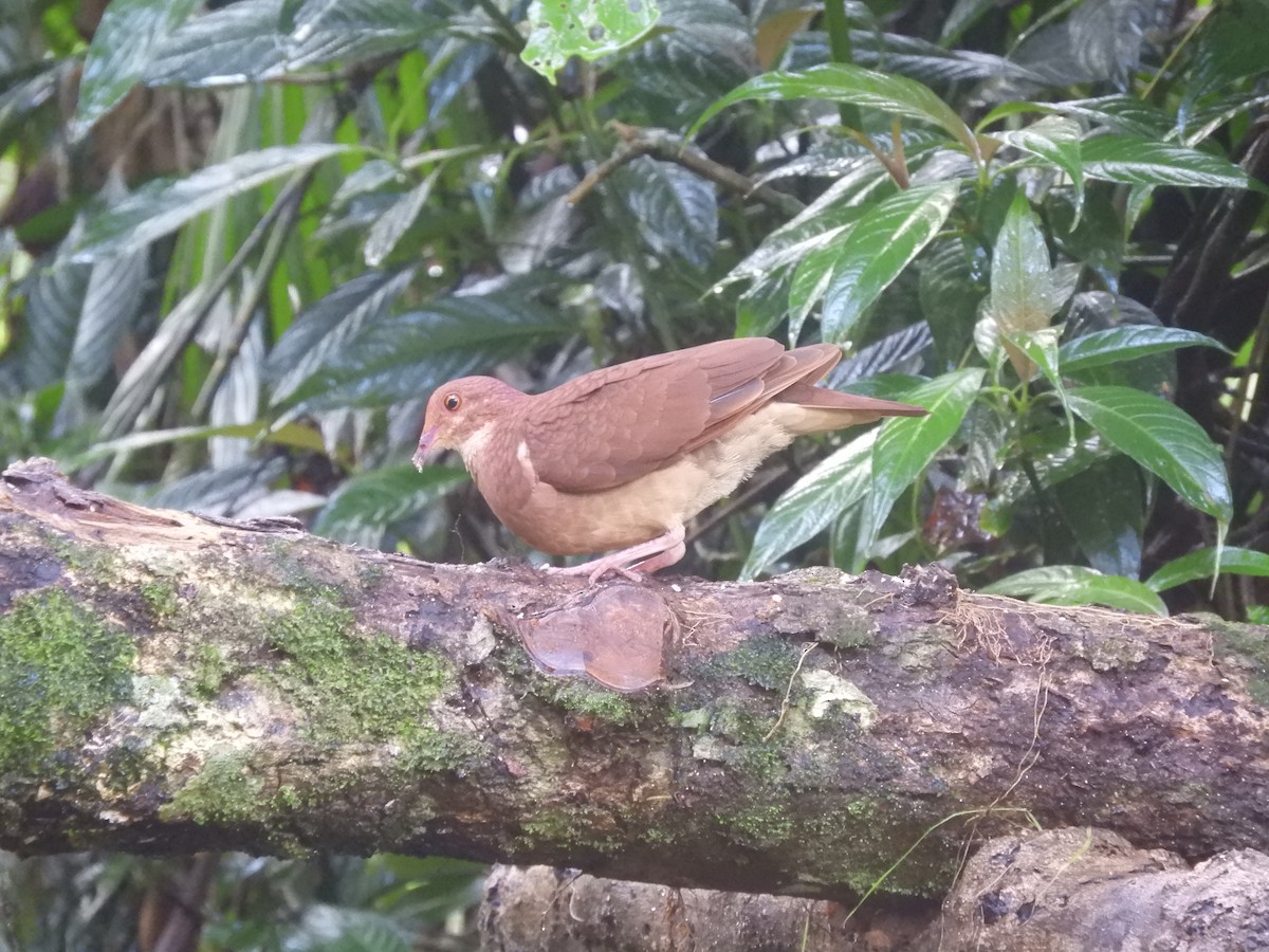 holub hnědočervený - ML643887218