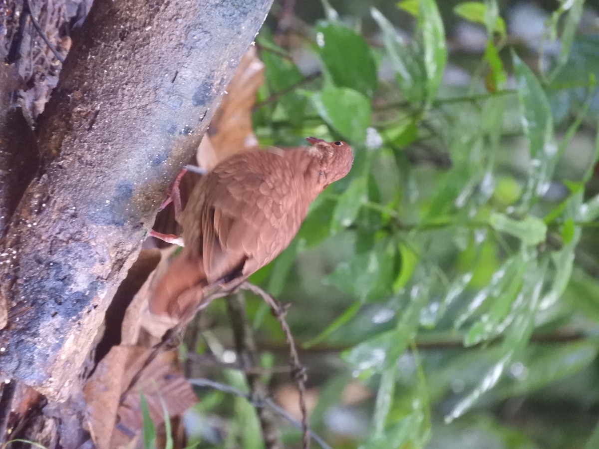 holub hnědočervený - ML643887219