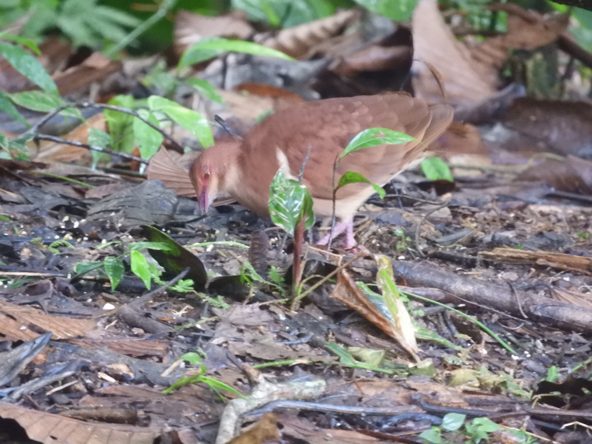holub hnědočervený - ML643887220
