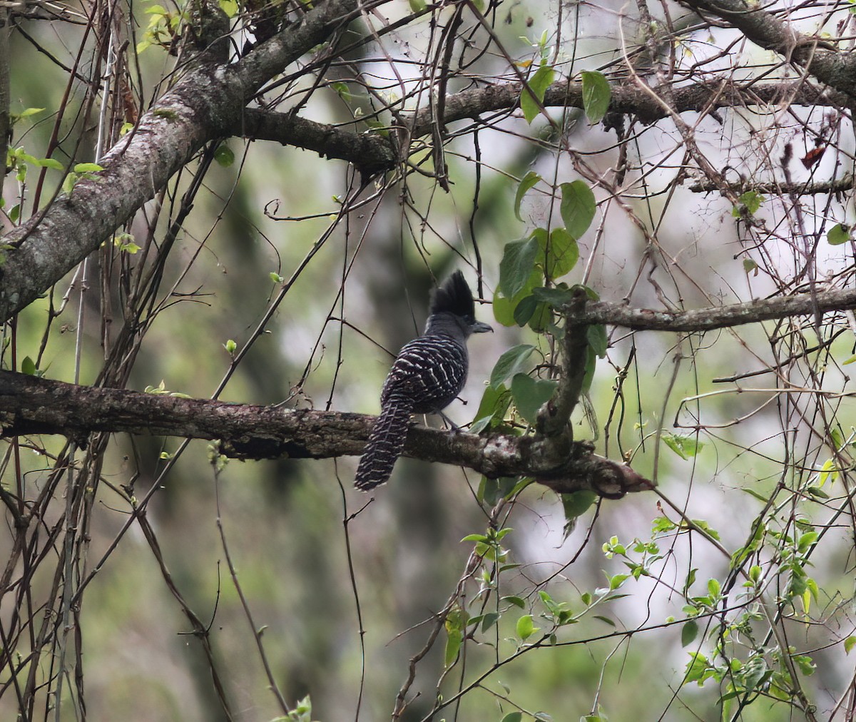 Batará Gigante - ML643887221