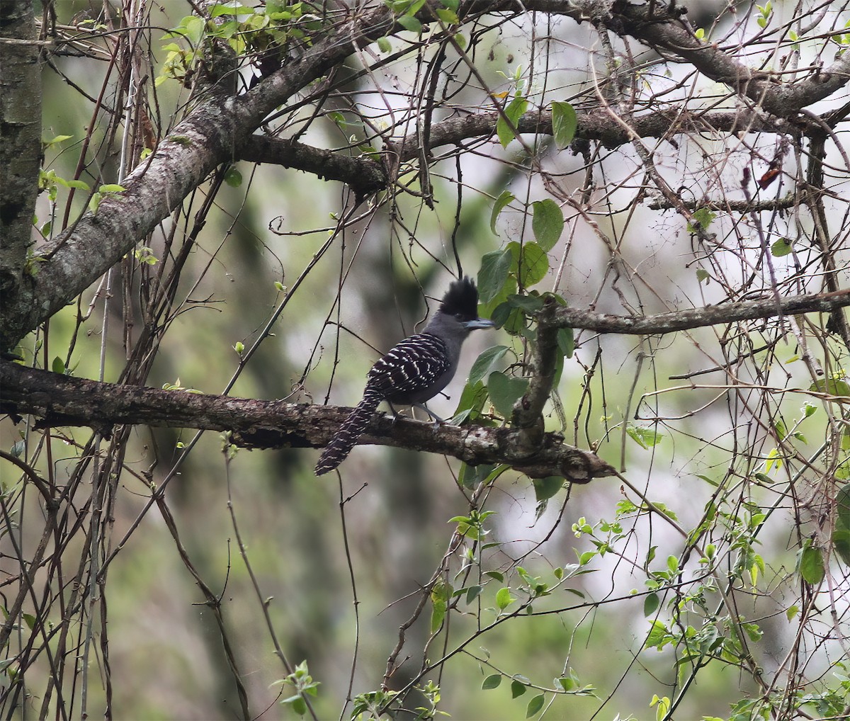 Batará Gigante - ML643887224