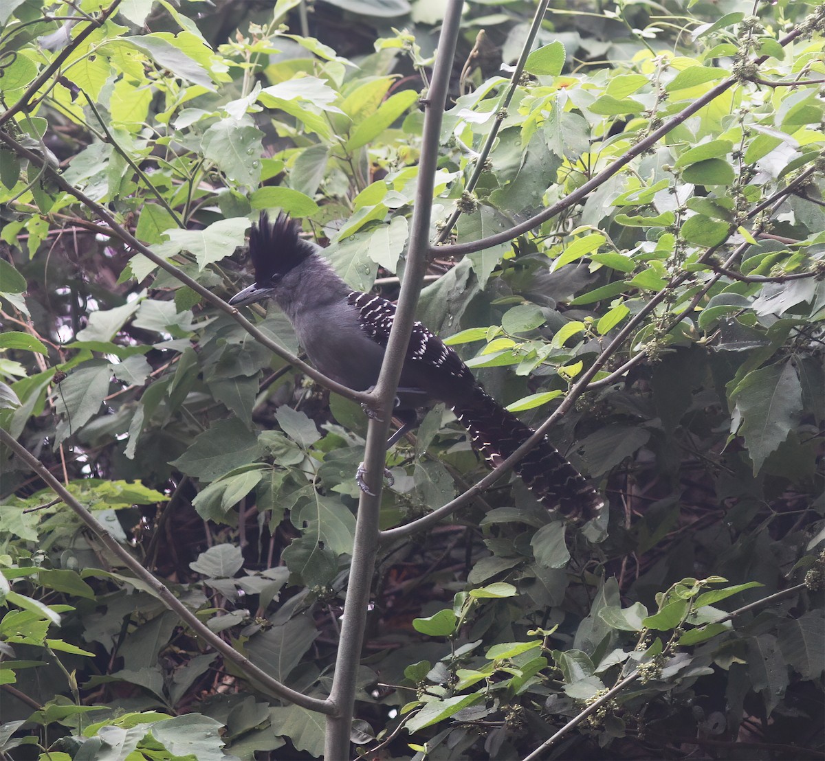 Batará Gigante - ML643887225