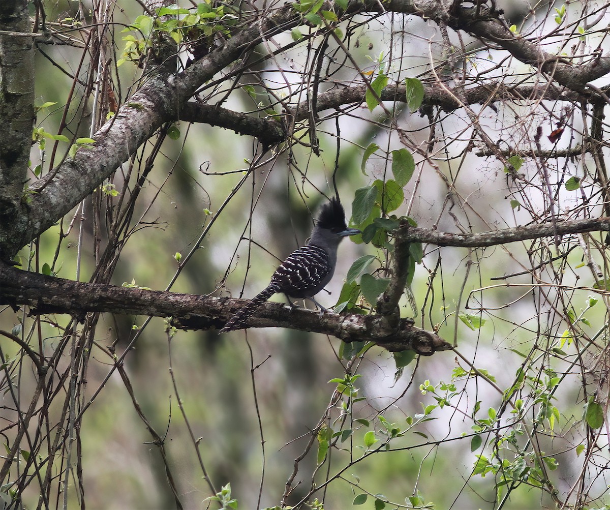 Batará Gigante - ML643887226